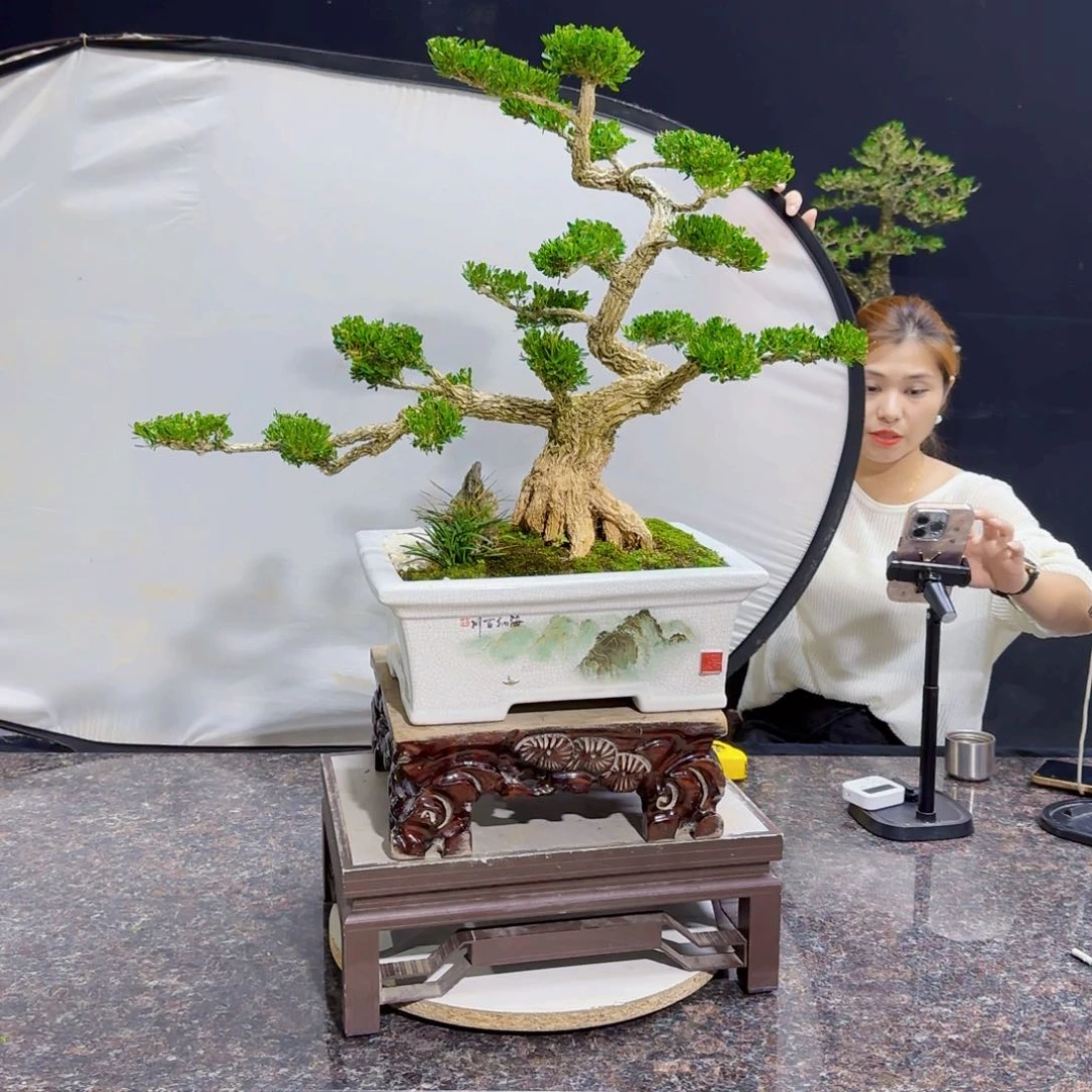 当前无花朵，栽培后可花朵