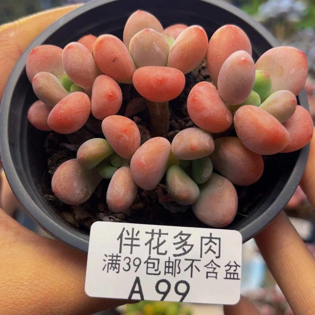 99-橘子香水洛神多肉6cm