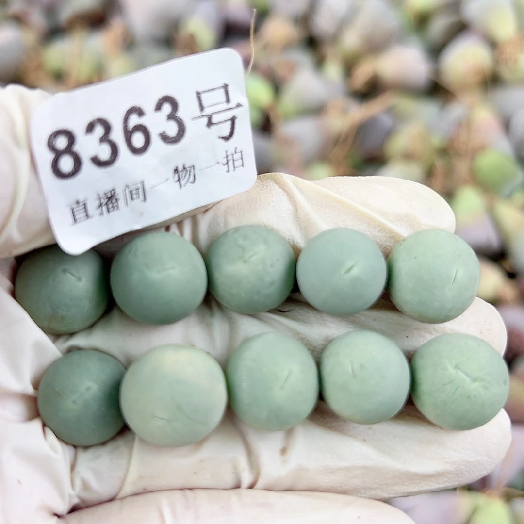 8363两年鸽子蛋10个1.2cm左右有点小特价