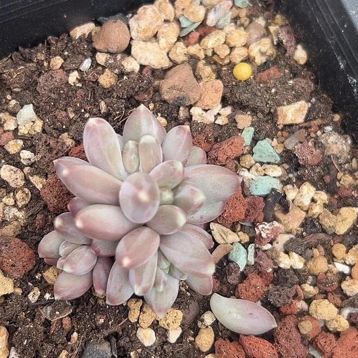 美人特价一物一拍