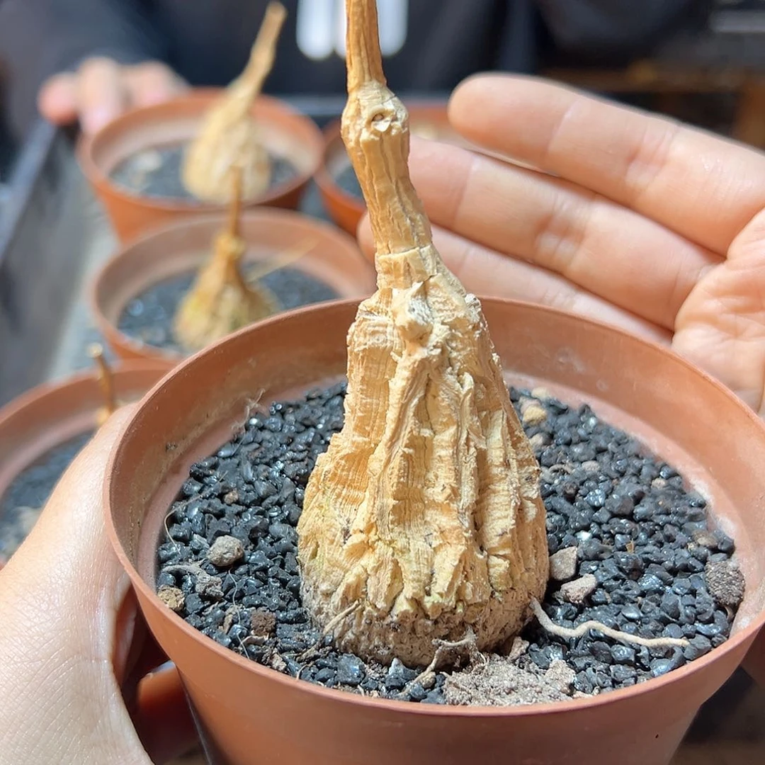 龟甲魔罗3.2公分带盆