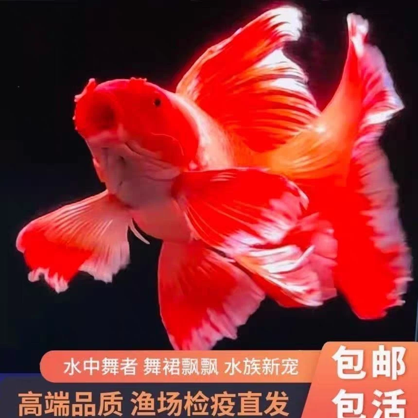 【直播间马印灯效果】球体普身短身精品蝴蝶鲤直播间改价专拍链接