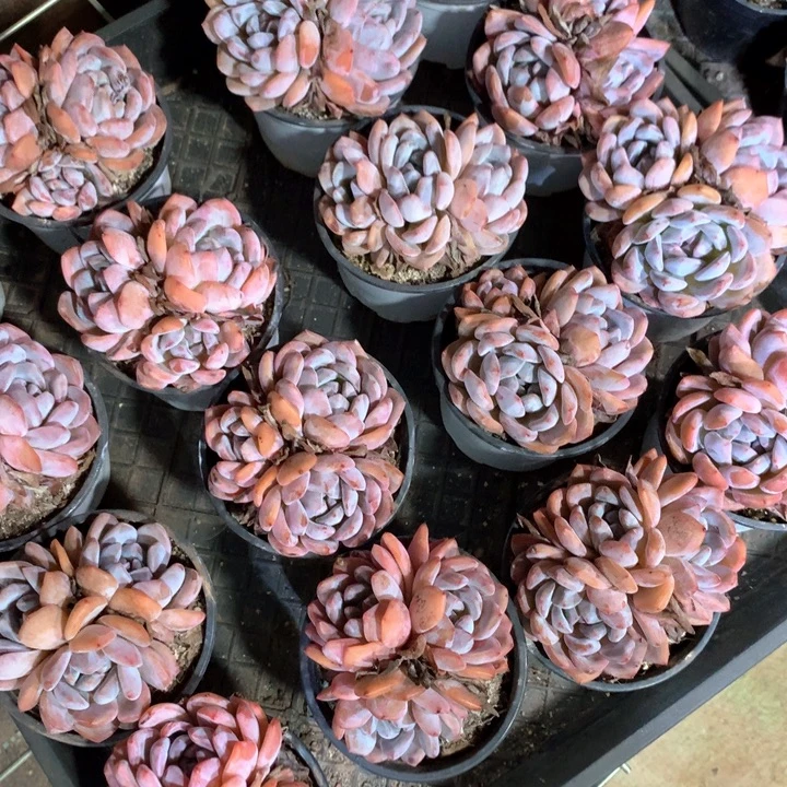 群生雪天两颗两单包邮