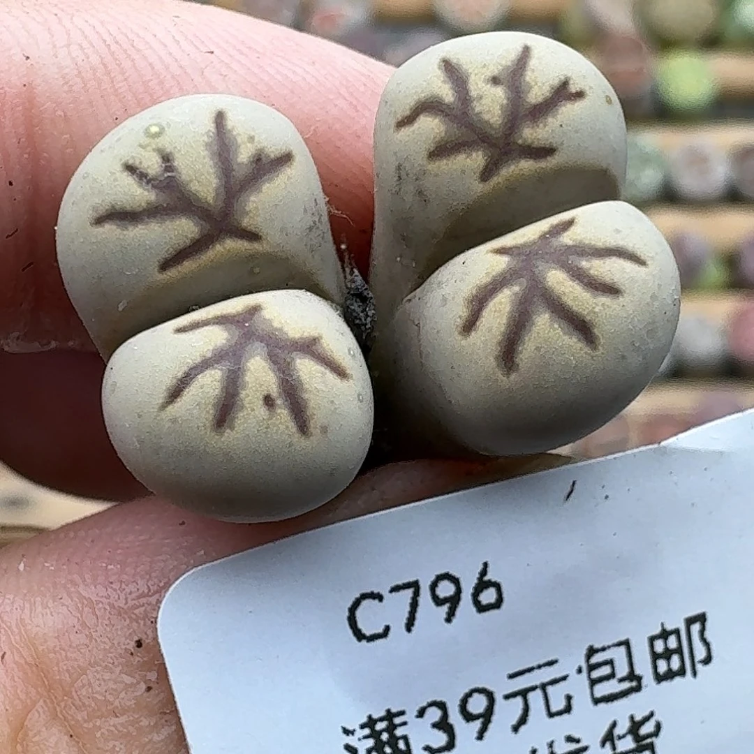 796多肉哈哈哈哈哈哈哈