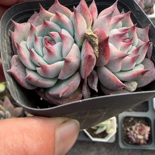 225吉娃娃多肉植物多