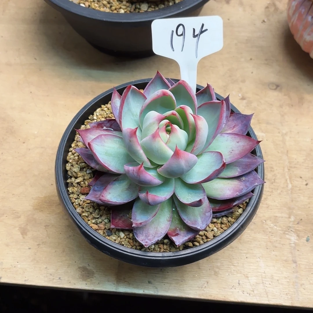 多肉植物，惊魂仙子194号