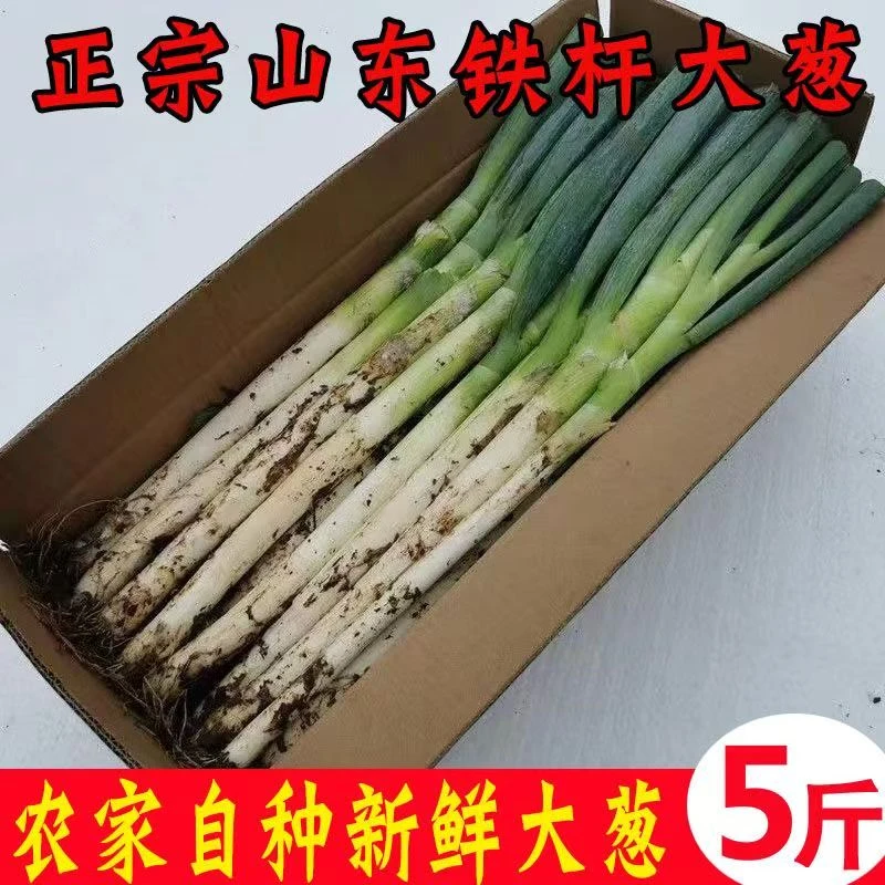 直播福利）山东铁杆大葱 5斤
