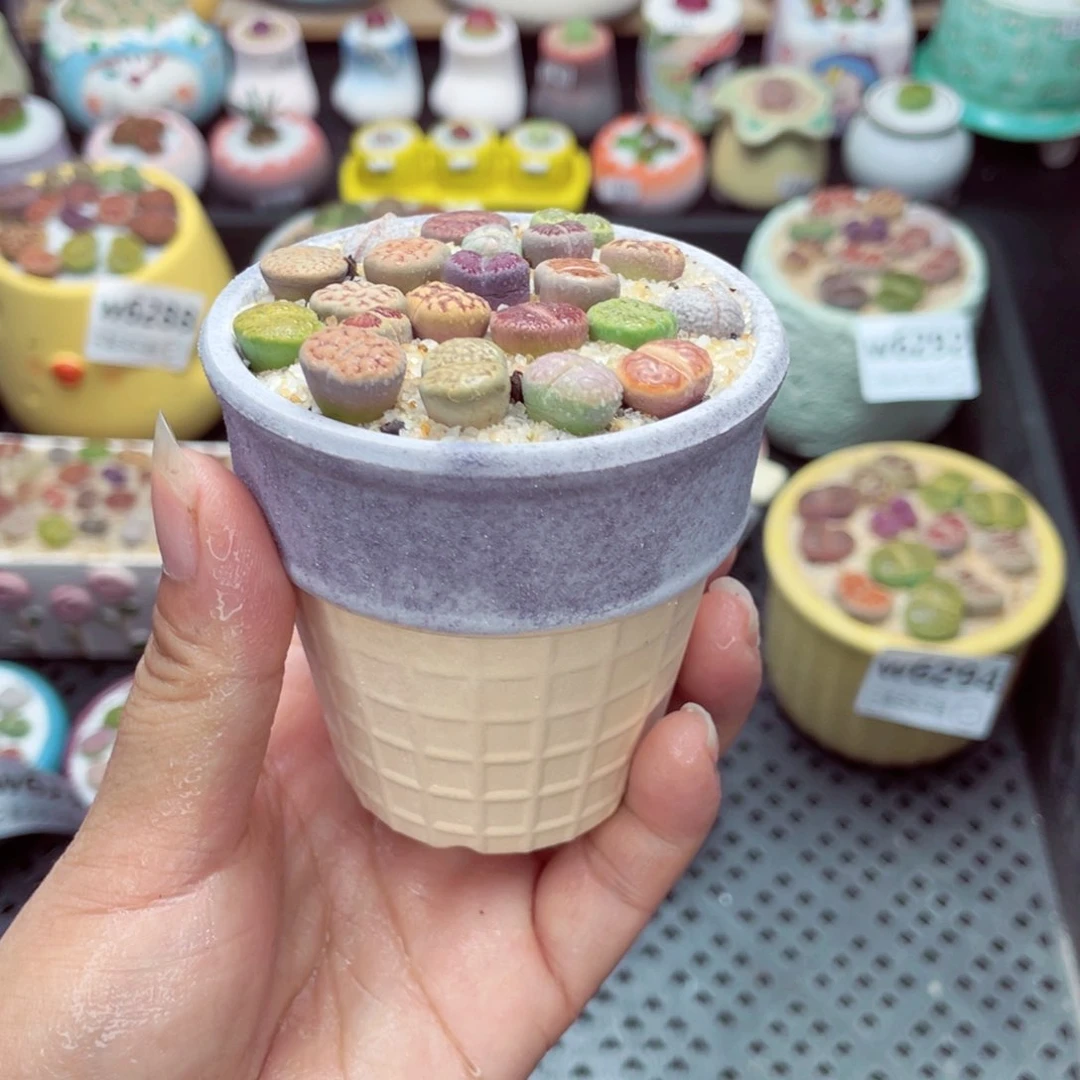 w6296 带盆土发货一物一拍