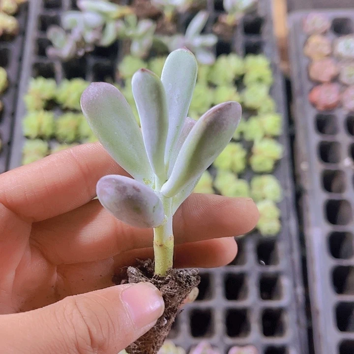 精品乒乓福娘多肉植物