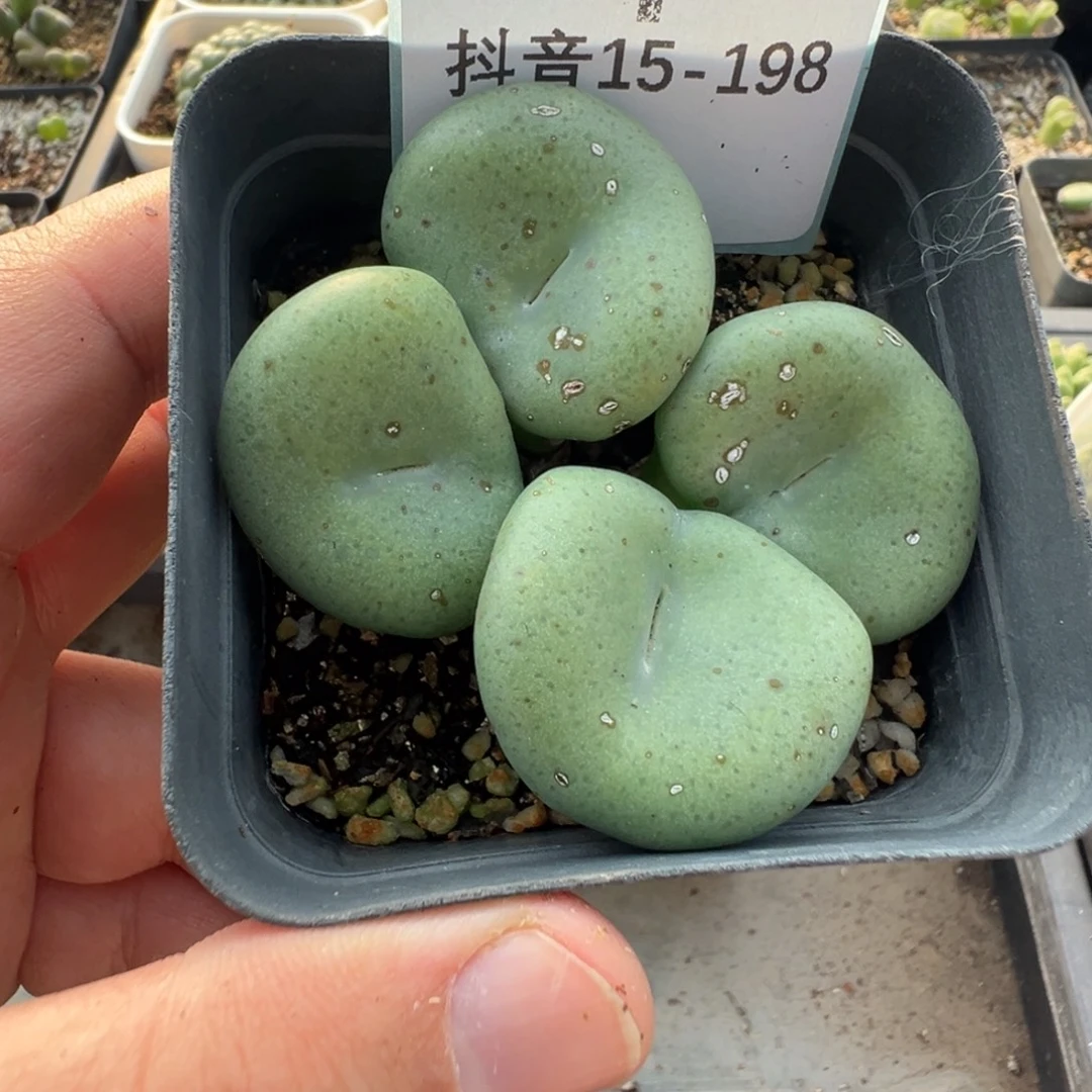 15-198肉锥多肉植物