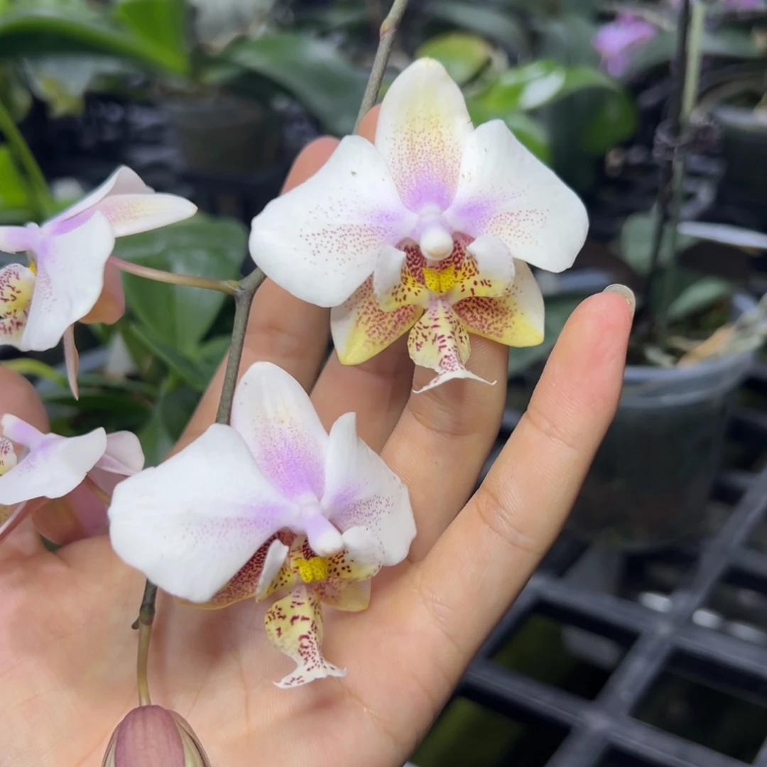 完全开放l065三寸ys1195