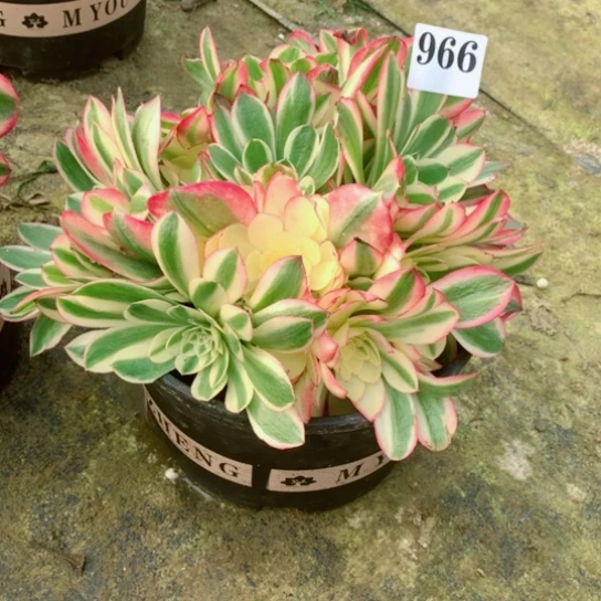 敏****9多肉植物寄养966倾城