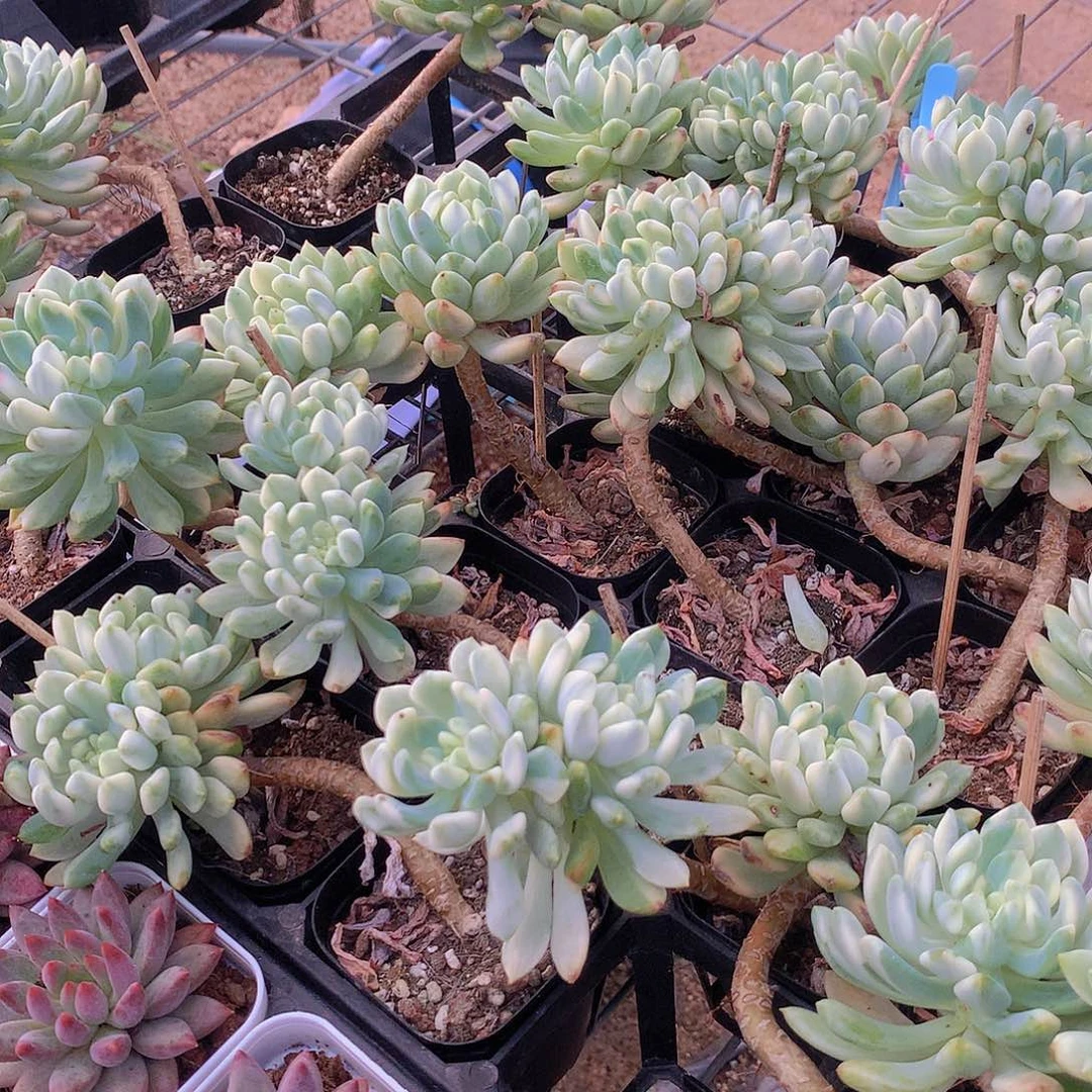 蓝金林锦老庄3467788999