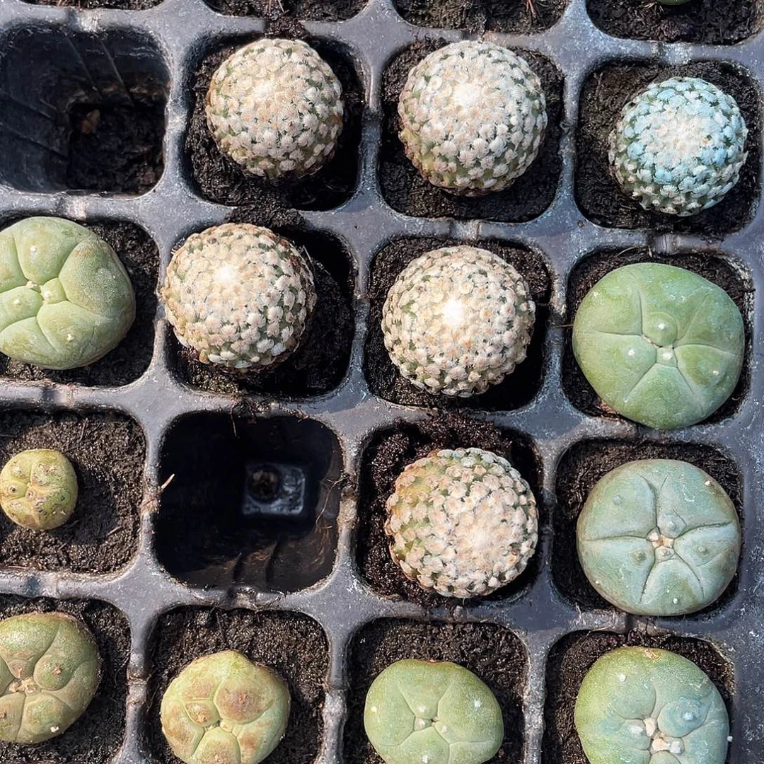 千***~仙人球蔷薇丸五个带盆种好发