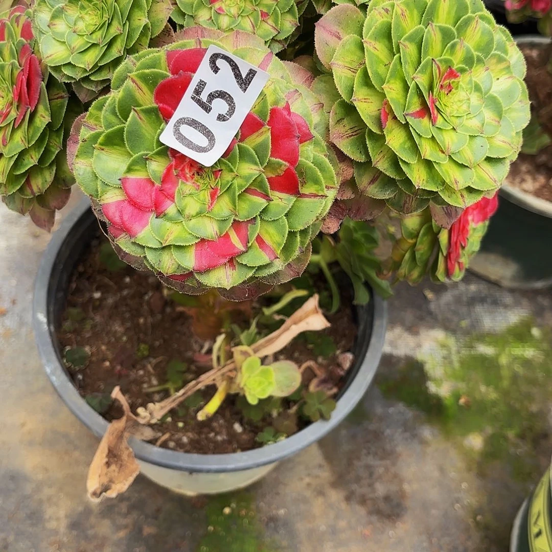 *****052多肉植物植物发