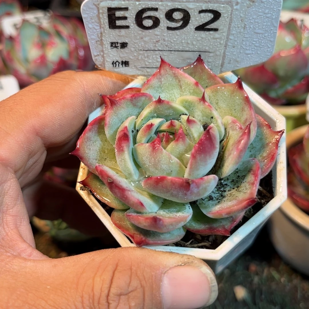 惊鸿一瞥692号多肉