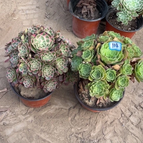 114多肉植物组合，