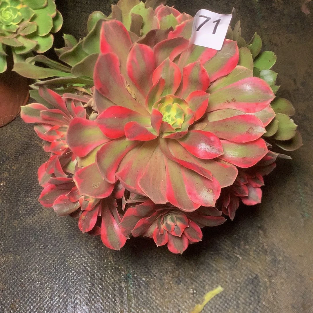 971多多肉多肉肉植物