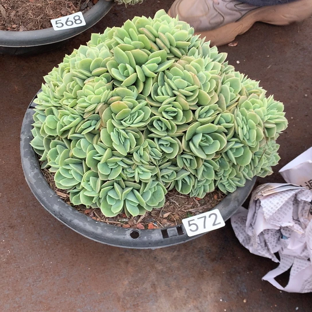 572星纳塔缀 一物一拍多肉