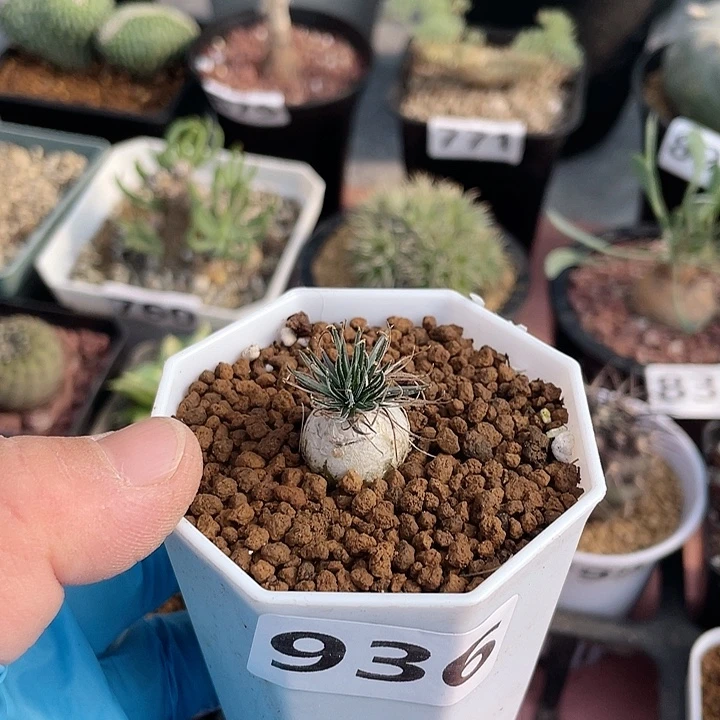 936钢丝弹簧草块根