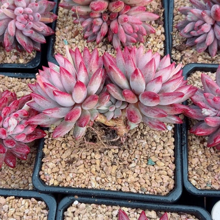 精品多肉植物老桩