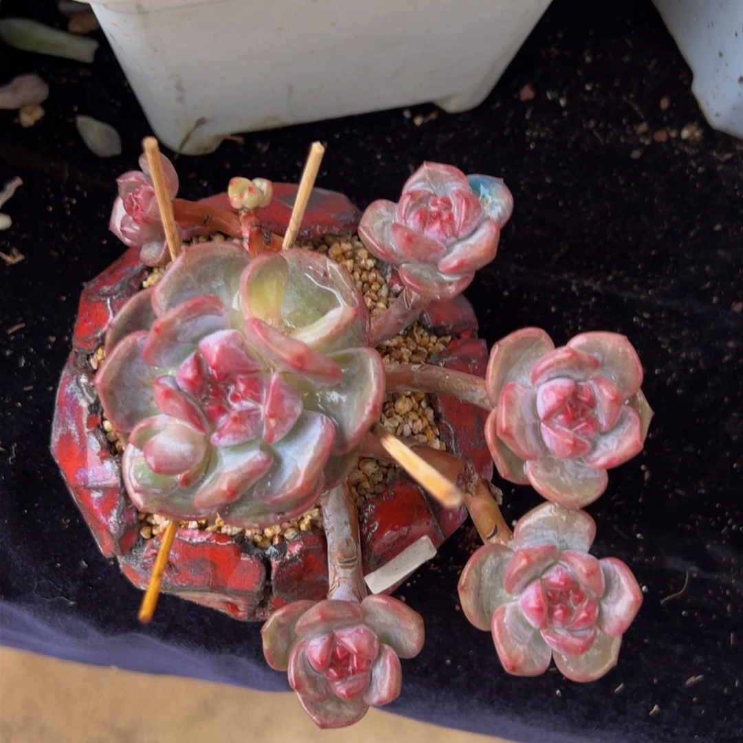 新年快乐 新年快乐 新年快乐 新年快乐