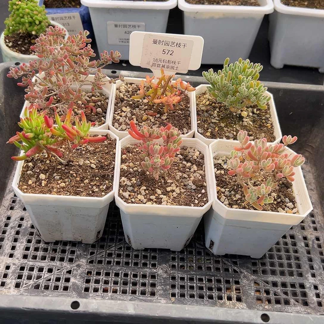 572号枝干6颗12.20多肉