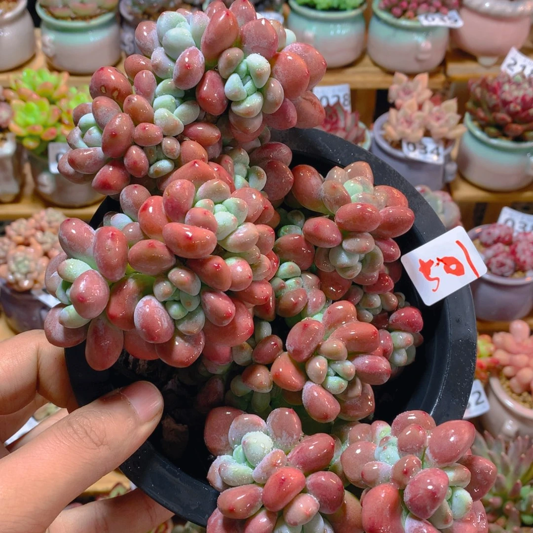 小尾巴多肉园艺5CM迷你拇指盆栽501