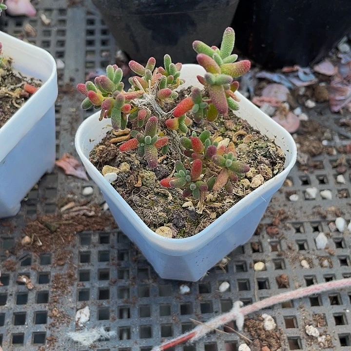 彩色糖球3.8带盆