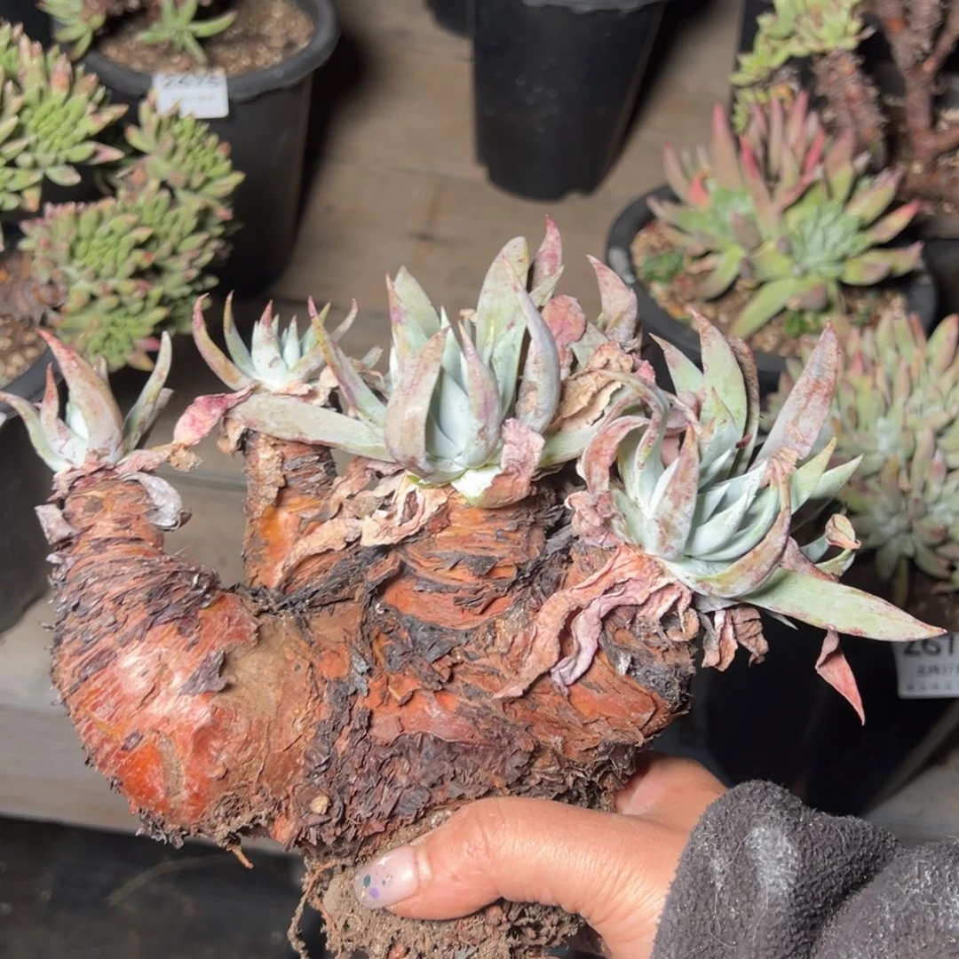 2676白衣哈哈哈哈哈哈哈多肉