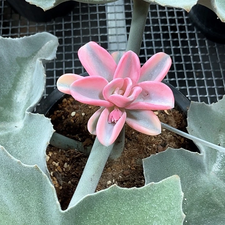 美尻锦多肉植物 偶然锦