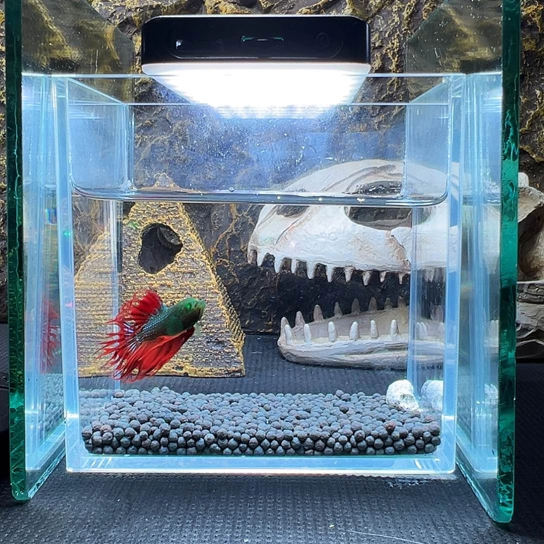 斗鱼精品精品精品精品精品奖