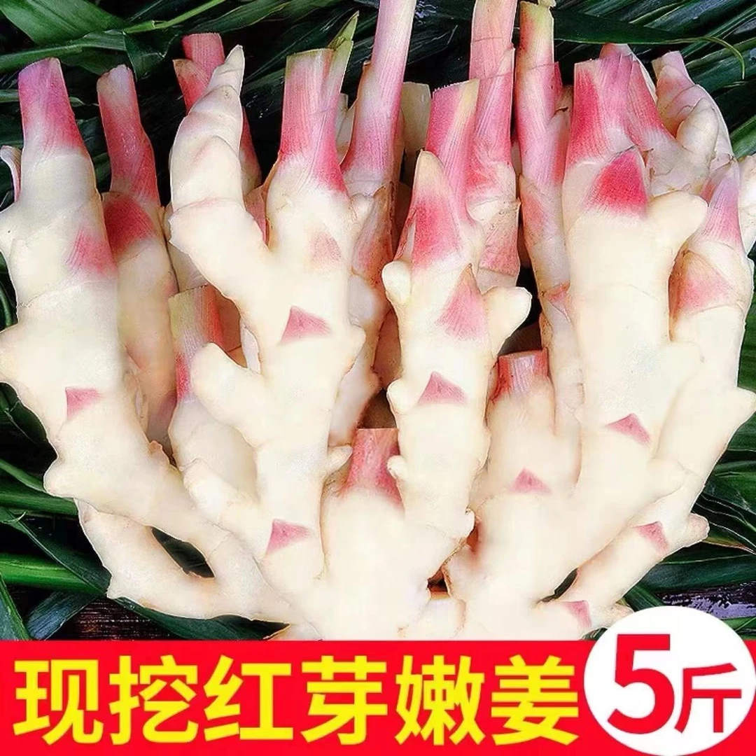 【3斤】云南嫩姜（可泡腌糖醋姜）冬吃萝卜夏吃姜现挖可腌制泡糖