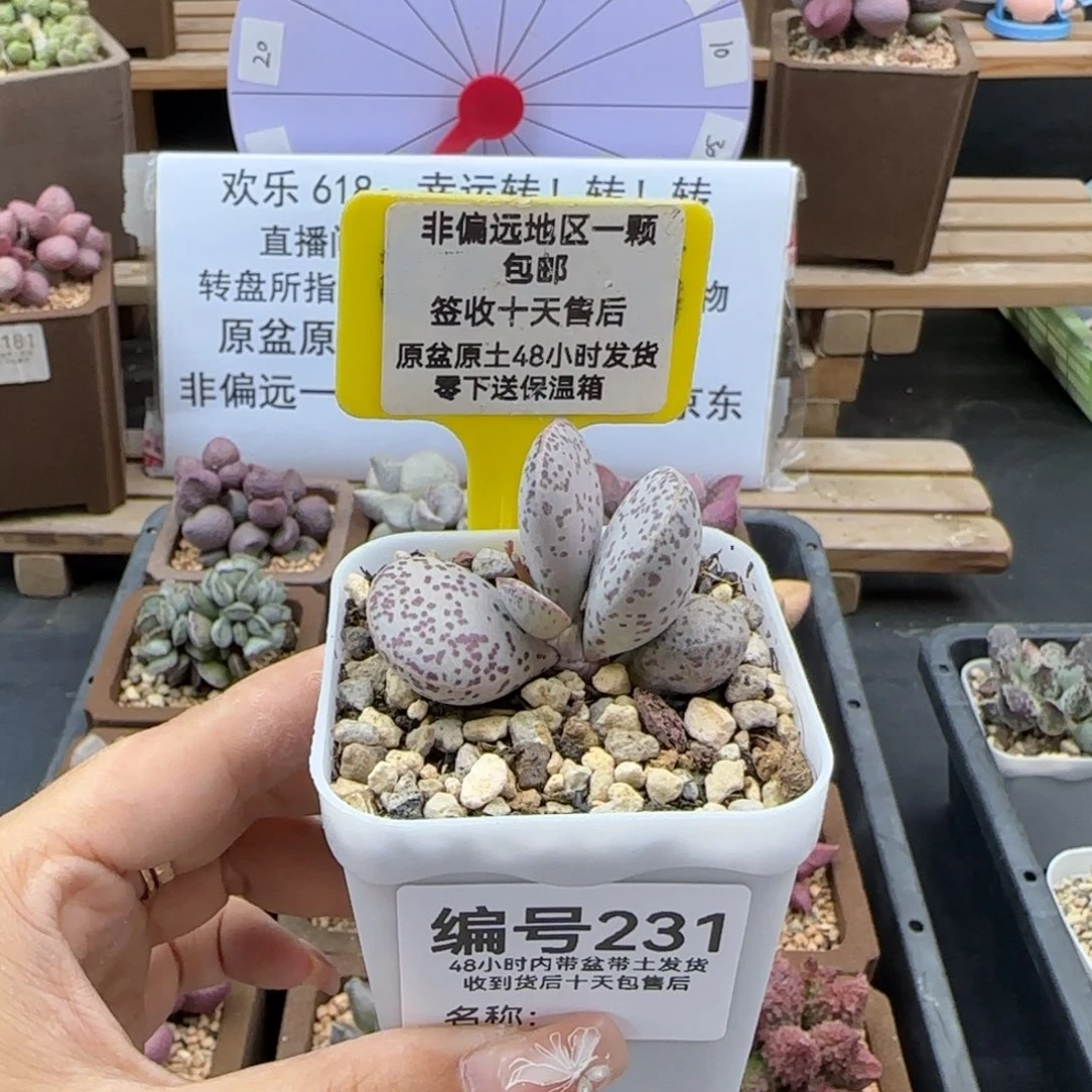 231红点粉蛋多肉植物