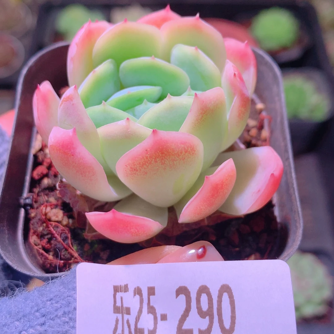 乐然25-290 贝瑞单头