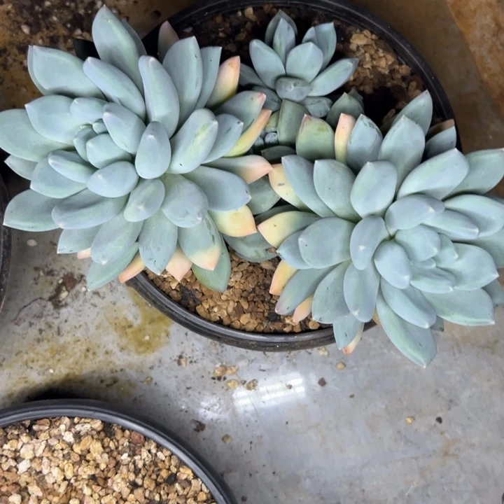 一***神晨子三色美人一颗