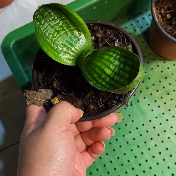 完全开放十八头苗