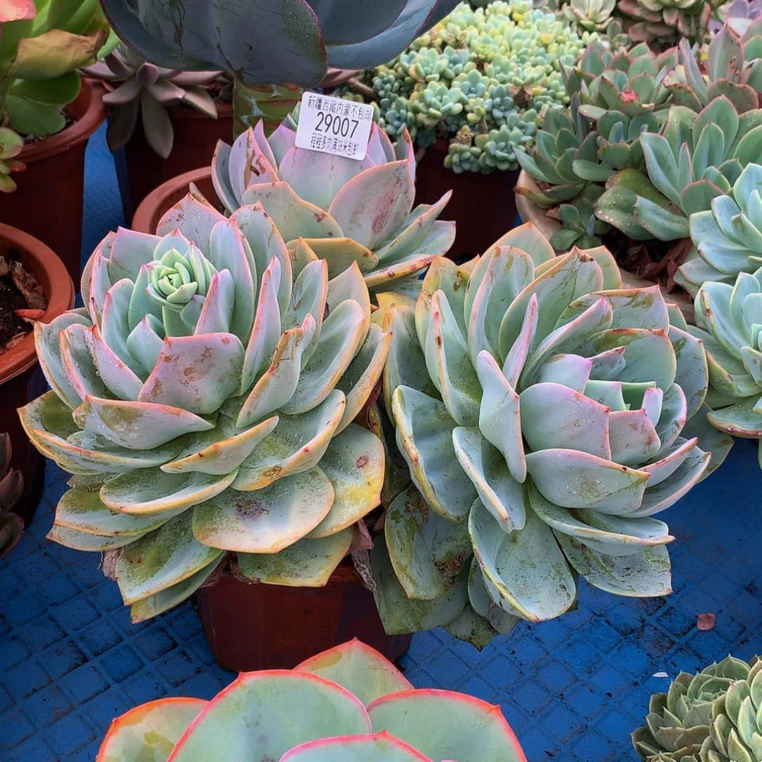 1****憶凤29007多肉多肉