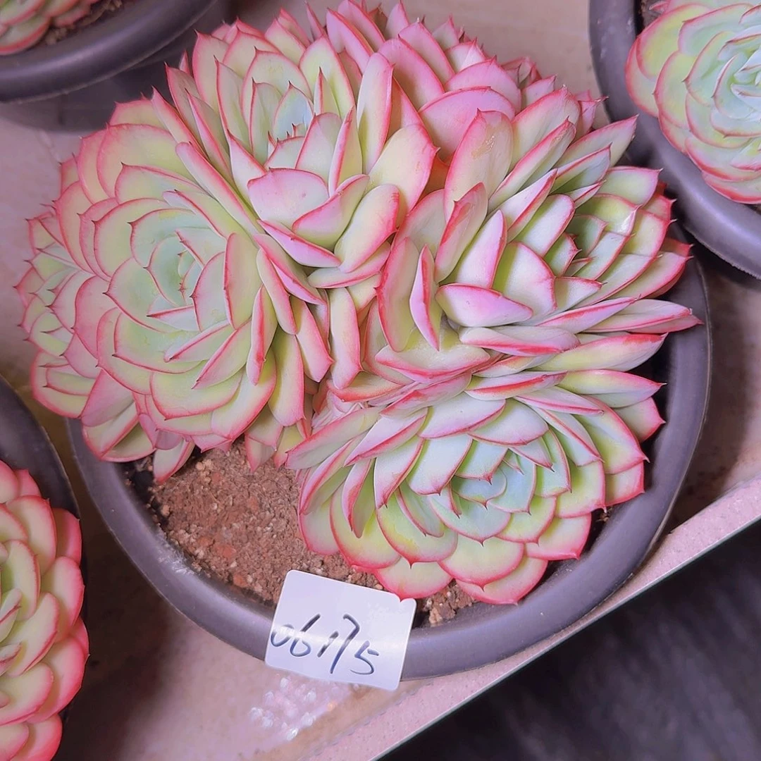 郭*06175牡丹亭多肉