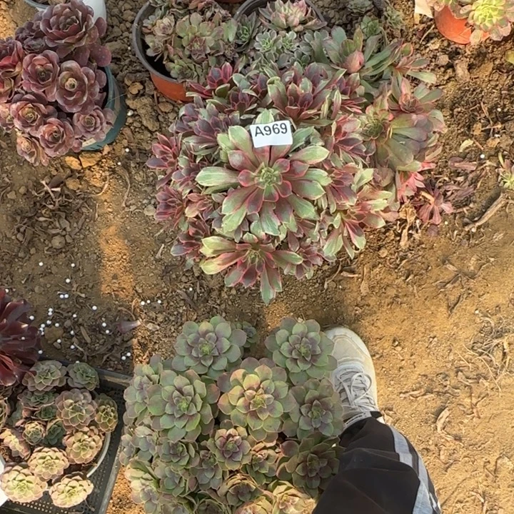 969 清棚处理不包断枝