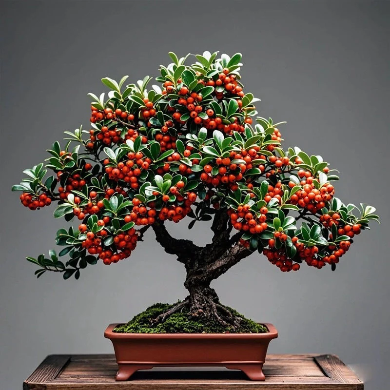 火棘盆景老桩吉祥果观赏价值高适合阳台庭院养殖