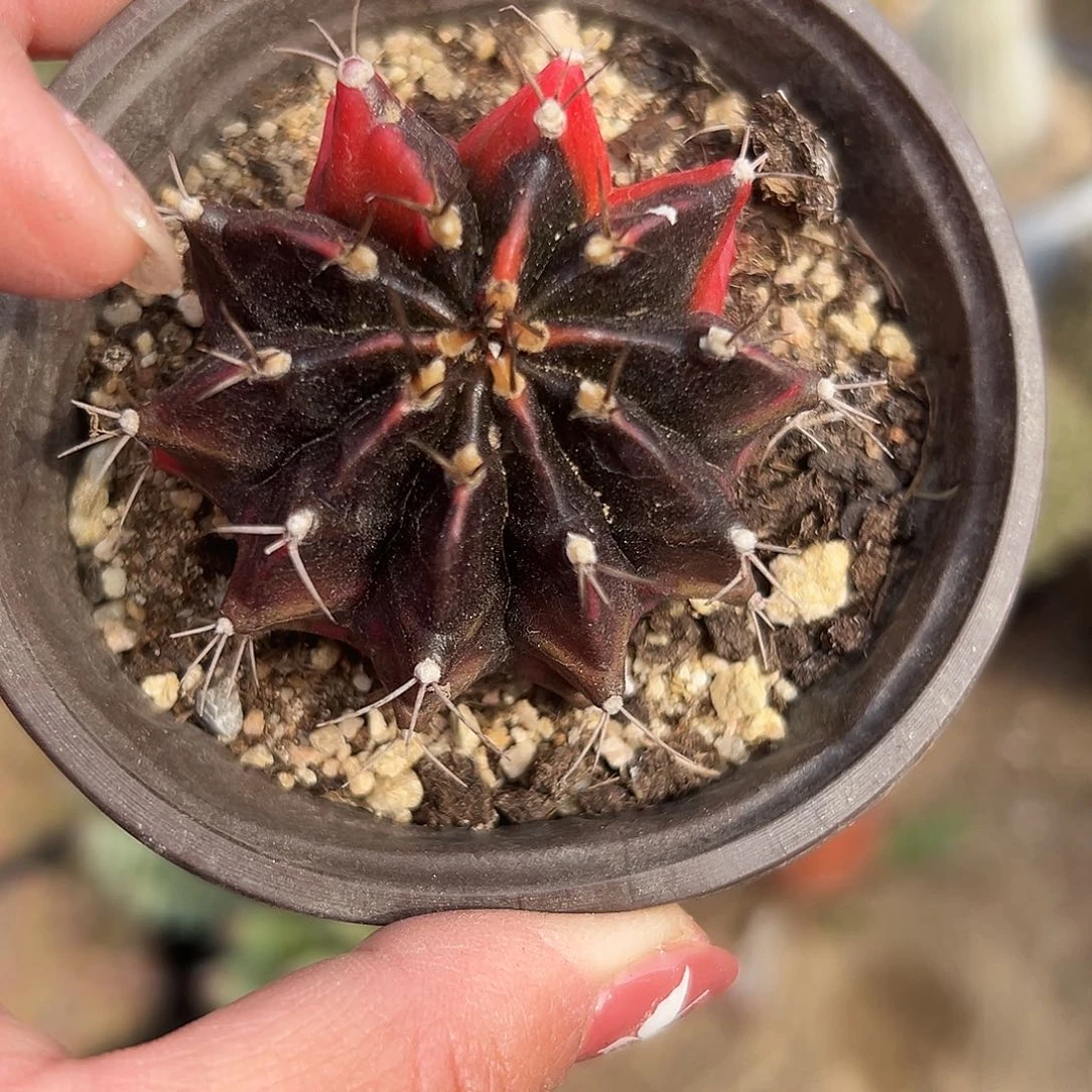 多肉植物光辉牡丹球