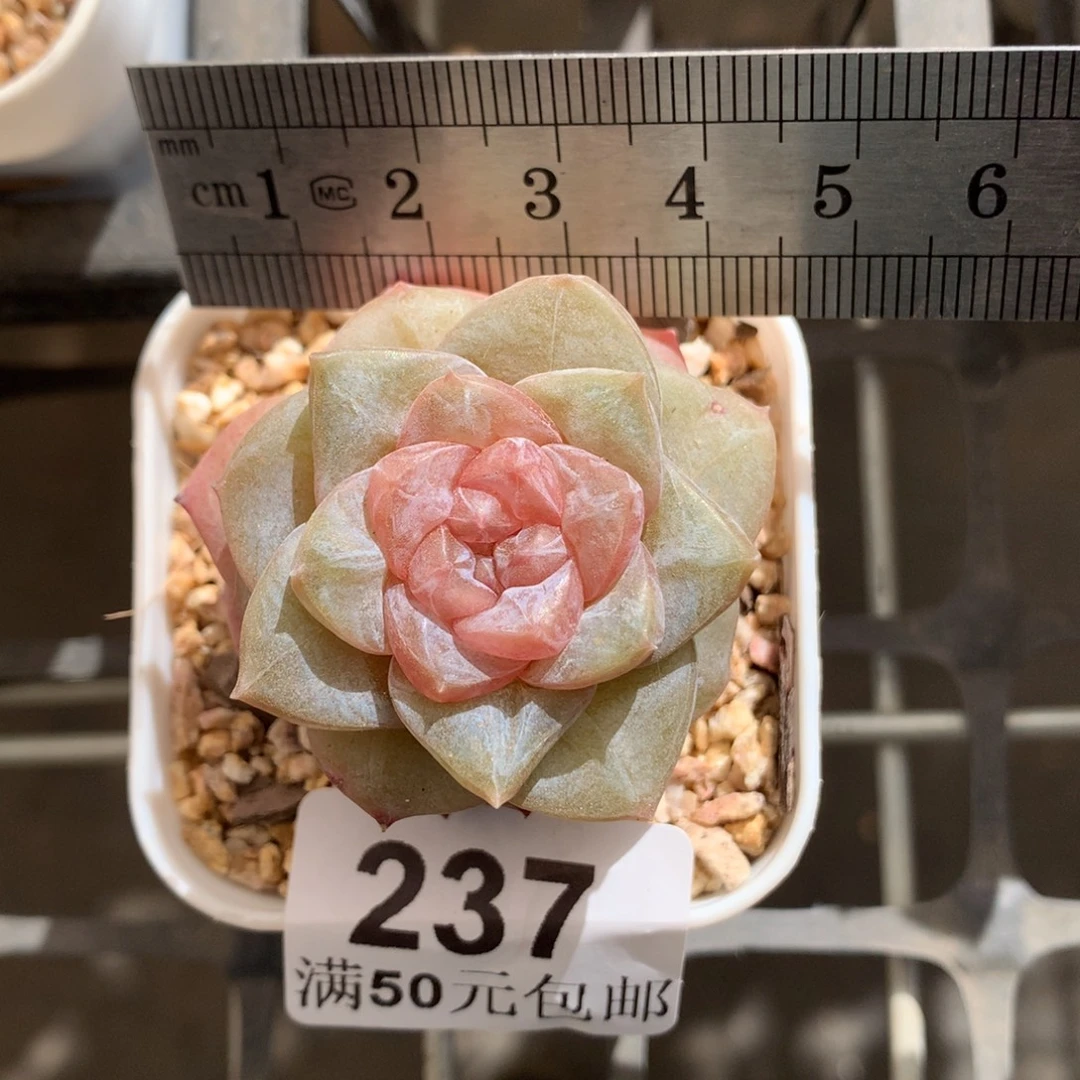 237。荔枝珍妮。糖心。