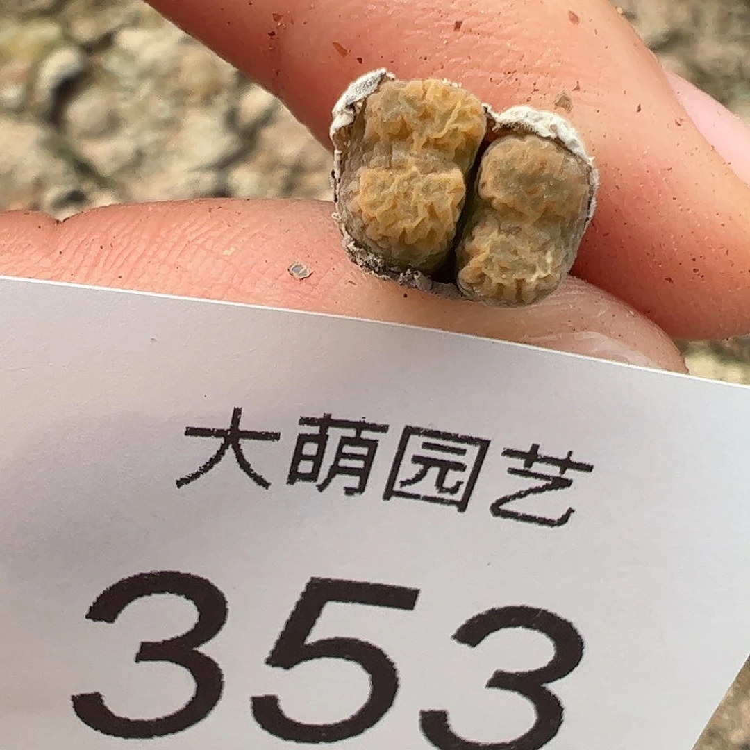 一物一拍MG1456.7冰渣火柴勋章353