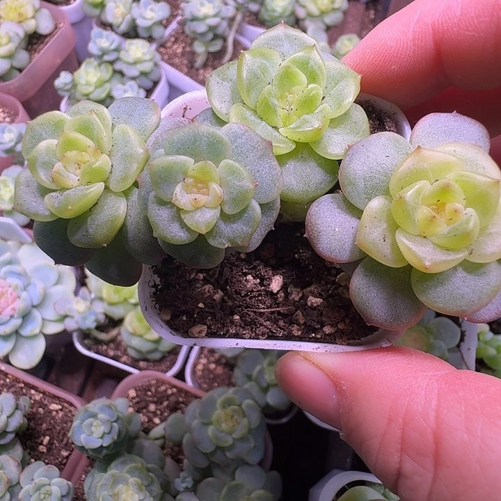 荔枝甜心朵朵群福利