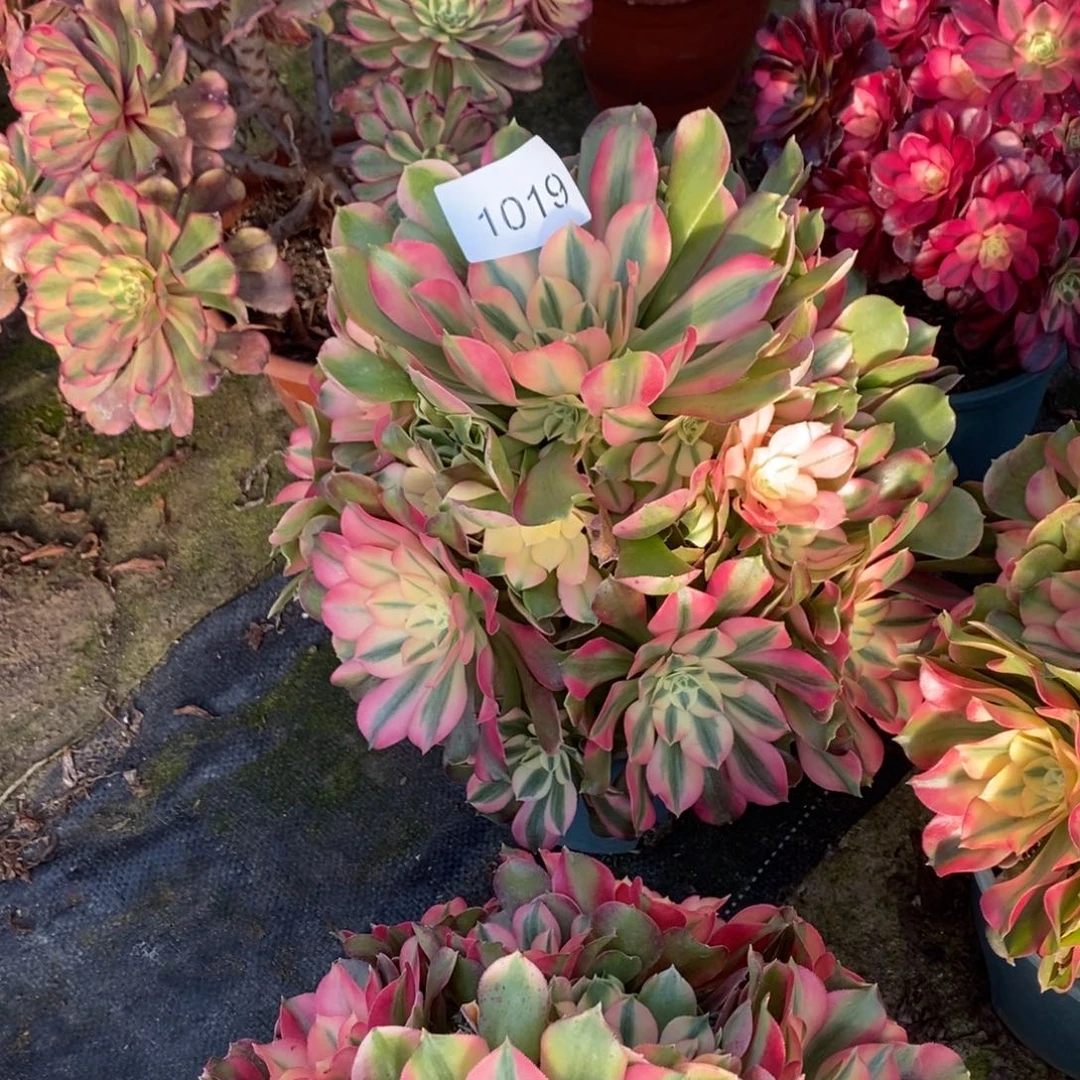 香妃多肉1颗1019号多肉