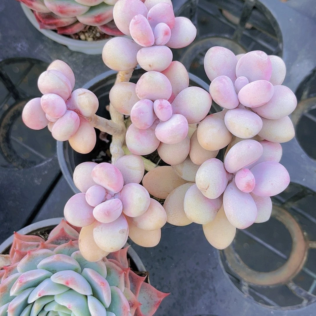 桃蛋11公分999999999