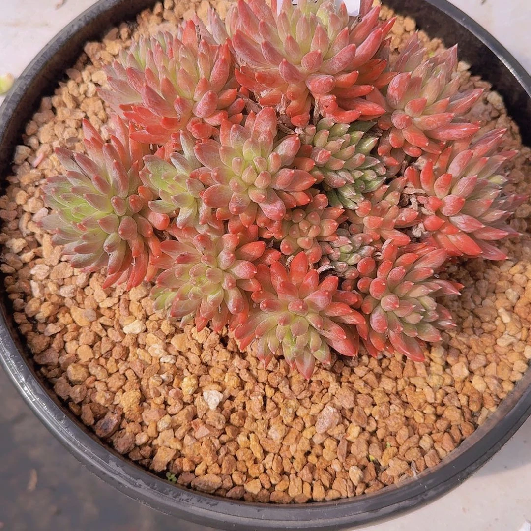 2531炫彩星多肉植物