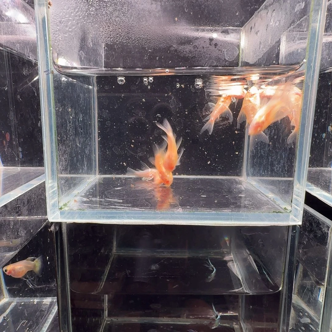 孔雀鱼白鼠8条鼠鱼