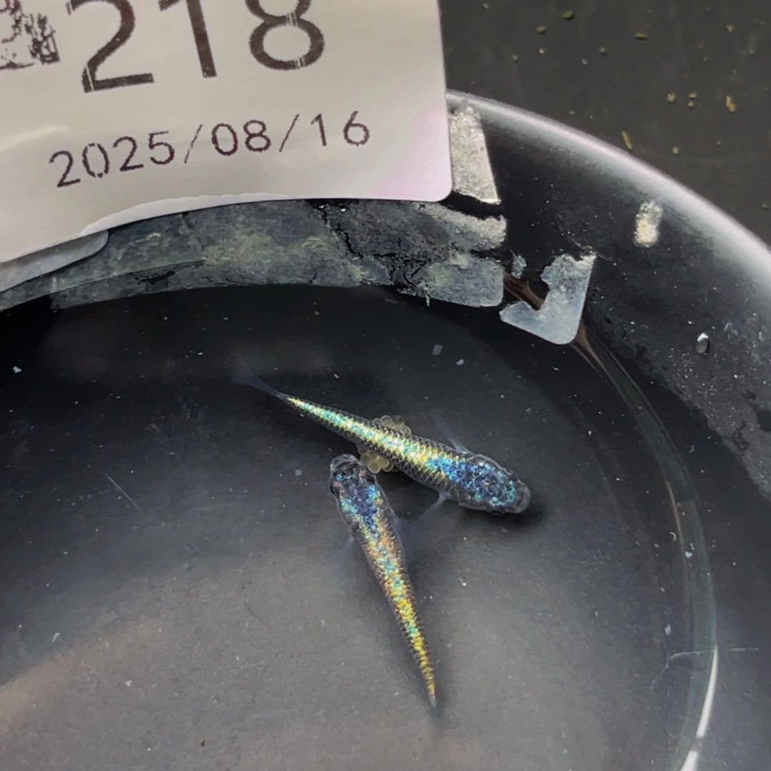 青鳉218海王星无背鳍一对